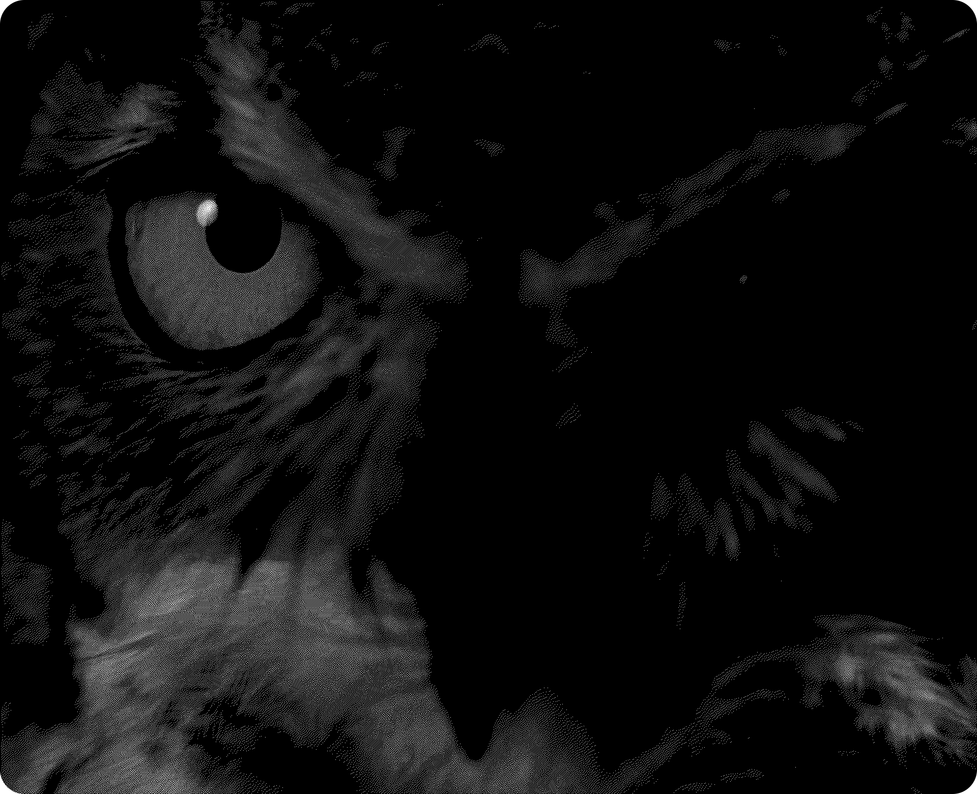 The Owl Flies at Midnight